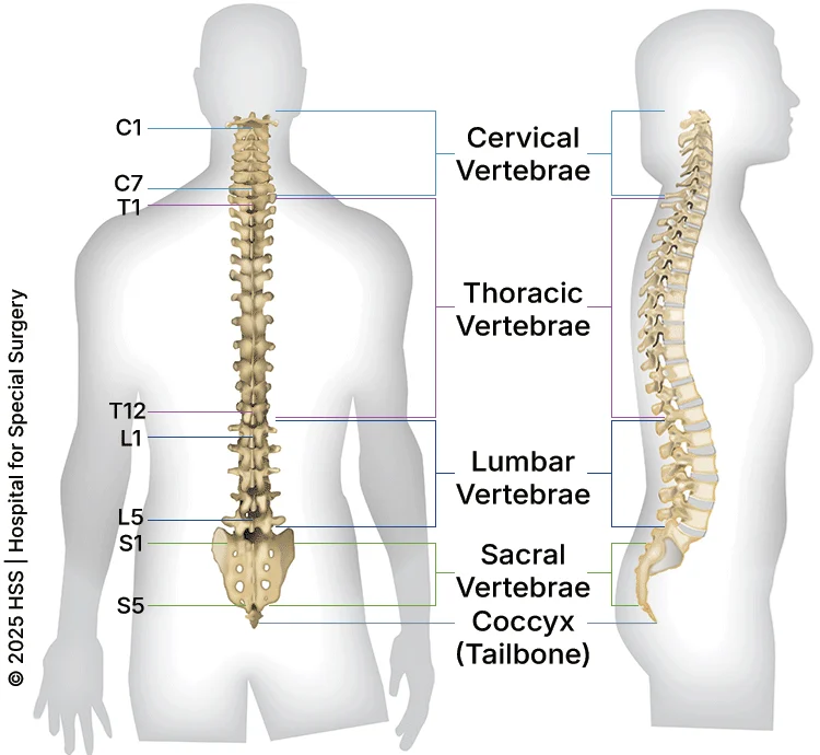 Lumbar Spinal Stenosis